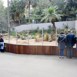 Meerrkat enclosure