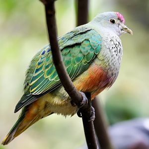 Rose-crowned Fruit-dove