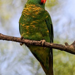 Scaly-breasted Lorikeet
