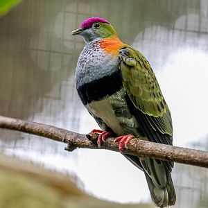 Superb Fruit-dove