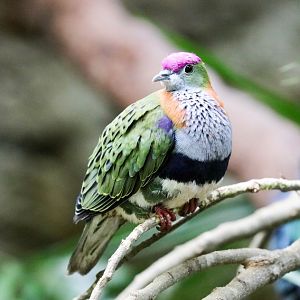 Superb Fruit-dove