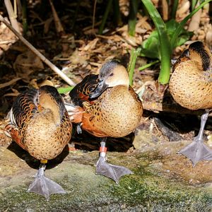 Wandering Whistle-ducks