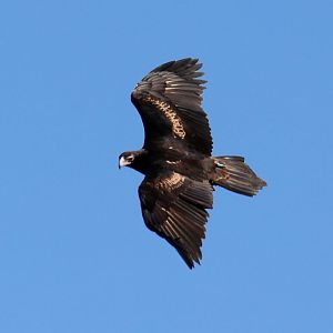 Wedgetail Eagle in Free-flight Bird Show
