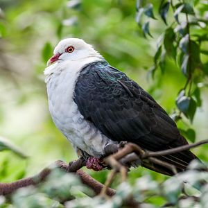 White-headed Pigeon