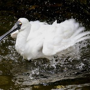 Royal Spoonbill