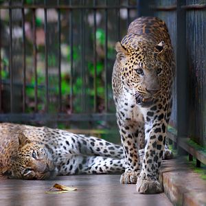 Leopard