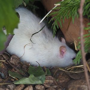 Domestic rat (Rattus norvegicus domestica), 2019-06-01