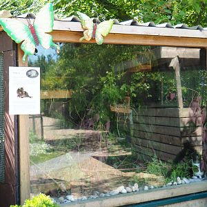 Domestic rat exhibit, 2019-06-01