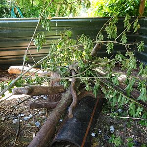 Coypu/Nutria exhibit, 2019-06-01