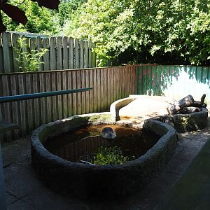 Coypu/Nutria exhibit, 2019-06-01