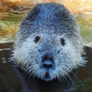 Coypu/Nutria (Myocastor coypus), 2019-06-01