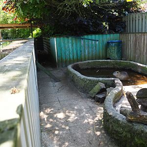 Coypu/Nutria exhibit, 2019-06-01