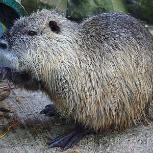 Coypu/Nutria (Myocastor coypus), 2019-06-01