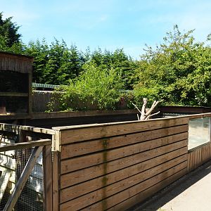 African crested porcupine - Meerkat exhibit, 2019-06-01