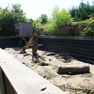 African crested porcupine - Meerkat exhibit, 2019-06-01