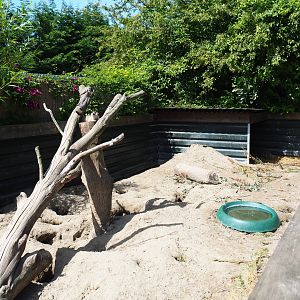 African crested porcupine - Meerkat exhibit, 2019-06-01