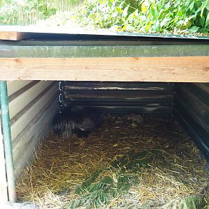 African crested porcupine - Meerkat shelter, 2019-06-01