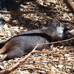 Desmarest's hutia (Capromys pilorides), 2019-06-01