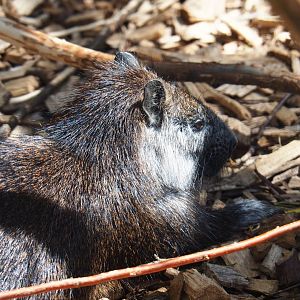 Desmarest's hutia (Capromys pilorides), 2019-06-01