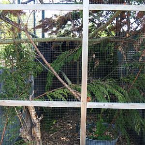 Japanese squirrel exhibit, 2019-06-01