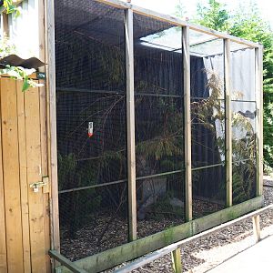 Swinhoe's striped squirrel exhibit, 2019-06-01