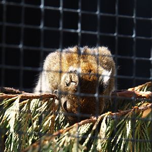 Swinhoe's striped squirrel (Tamiops swinhoei), 2019-06-01