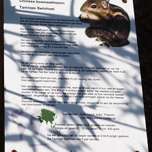Sign Swinhoe's striped squirrel exhibit, 2019-06-01
