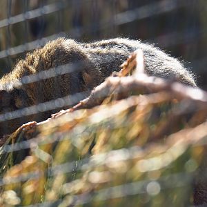 Swinhoe's striped squirrel (Tamiops swinhoei), 2019-06-01