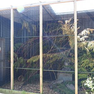 Swinhoe's striped squirrel exhibit, 2019-06-01
