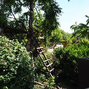 Ring-tailed coati exhibit, 2019-06-01