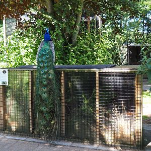 Blue peafowl (Pavo cristatus) perched on the Eurasian harvest mouse exhibit, 2019-06-01