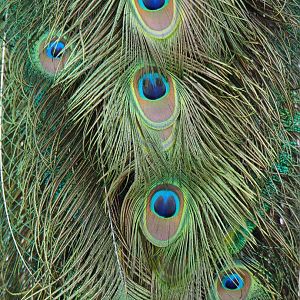 Blue peafowl (Pavo cristatus) tail eyes, 2019-06-01
