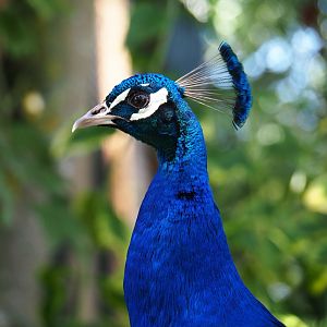 Blue peafowl (Pavo cristatus), 2019-06-01