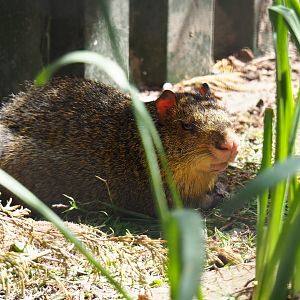 Central American agouti (Dasyprocta punctata), 2019-06-01