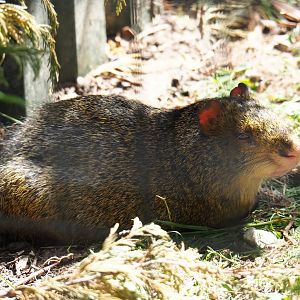 Central American agouti (Dasyprocta punctata), 2019-06-01