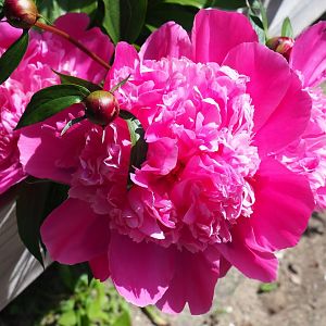 Peony flowers (Paeonia species), 2019-06-01