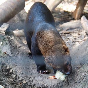 Tayra (Eira barbara) consuming one-day chick, 2019-06-01