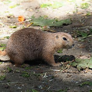 Black-tailed prairie dog (Cynomys ludovicianus), 2019-06-01