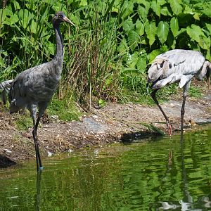 Eurasian cranes at the waterside (Grus grus grus), 2019-06-01