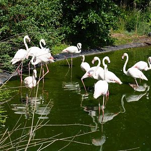 Flock of greater flamingos (Phoenicopterus roseus), 2019-06-01