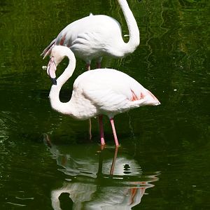 Greater flamingos (Phoenicopterus roseus), 2019-06-01