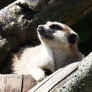 Meerkat (Suricata suricatta), 2019-06-01