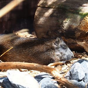 Desmarest's hutia (Capromys pilorides), 2019-06-01