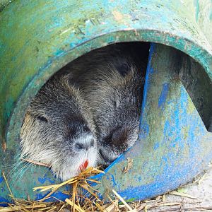 Coypus/Nutrias (Myocastor coypus) resting in barrel, 2019-06-01
