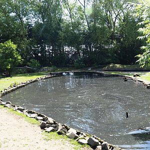 Capybara - Domestic duck - Eurasian white stork - Yellow-bellied slider - Blue peafowl exhibit, 2019-06-01