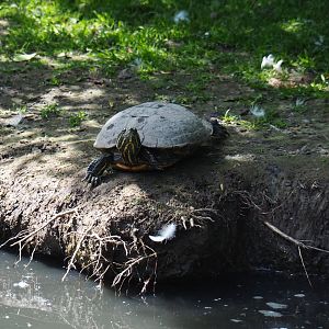 Yellow-bellied slider (Trachemys scripta scripta), 2019-06-01