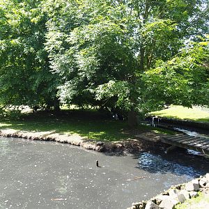 Capybara - Domestic duck - Eurasian white stork - Yellow-bellied slider - Blue peafowl exhibit, 2019-06-01