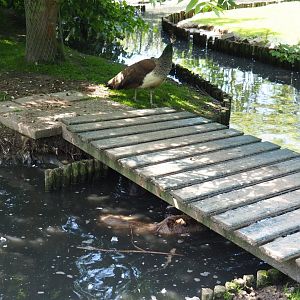 Bridge over pond in exhibit - With peafowl hen and capybara, 2019-06-01