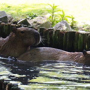 Capybaras (Hydrochoerus hydrochaeris) in the pond, 2019-06-01