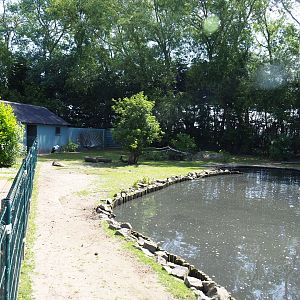 Capybara - Domestic duck - Eurasian white stork - Yellow-bellied slider - Blue peafowl exhibit, 2019-06-01